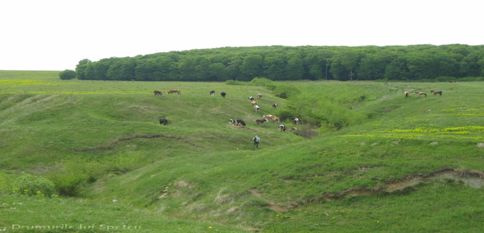 Dragomirna-Pătrăuți